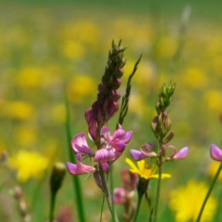 Sainfoin
