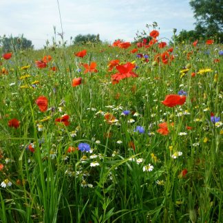 Wildflower Seed Mixtures