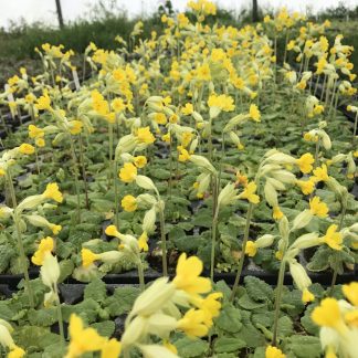 Wildflower Plug Plants