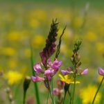 Salisbury Plain Training Area- Harvested Wildflower Mixture (price/kg)