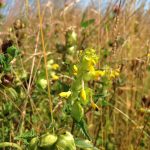 Yellow Rattle Seed 30g New Season  July 2026